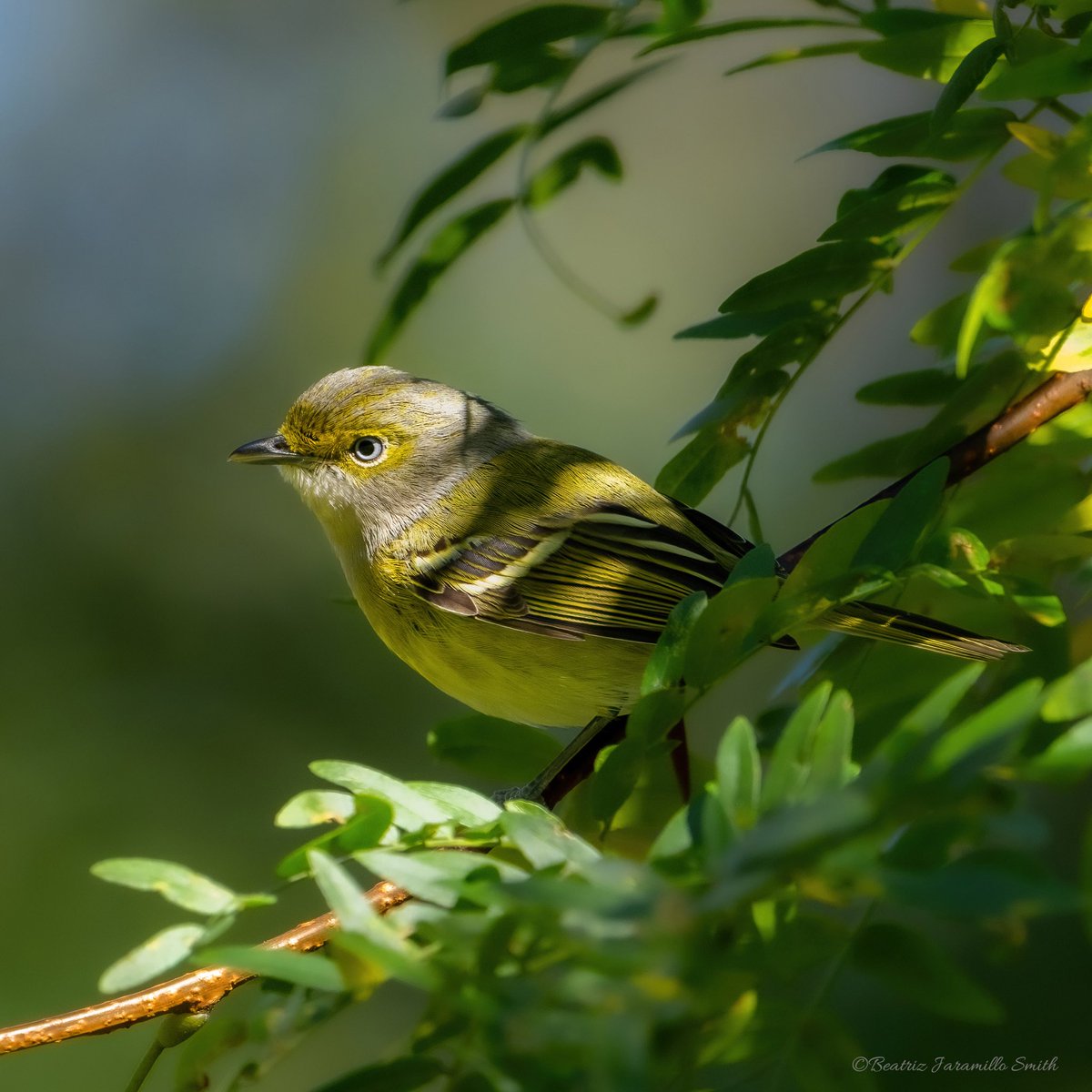 White-eyed Vireo @CentralPark_NYC #birdcpp #fallmigration2023 #centralparkbirds #birding #birdingphotography #birdwatching #birdscentralpark #BirdsOfTwitter #birds #migratorybirds