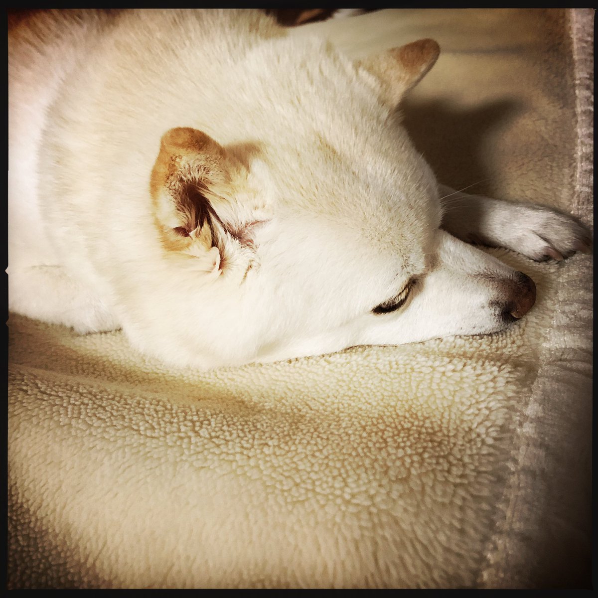 aochanmor's tweet photo. またオフトゥンが占拠されている…。
#柴犬 #豆柴 #オフトゥン #oggl #iPhone8 https://t.co/WhJokRWujR