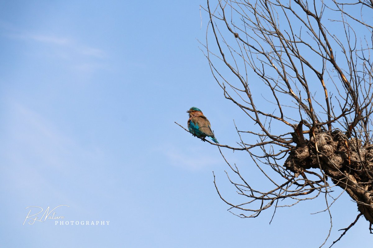 दशहरे का पावन पर्व और नीलकंठ के दर्शन🥰
#दशहरा_की_हार्दिक_शुभकामनाएं 

#indianroller #birds #IndiAves #ThePhotoHour #natgeo #canon