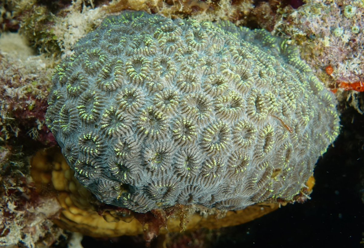 Amazing reef yesterday with solid coral diversity. Saw a few favorites, including this table Acropora and brain coral (is it Favia? Montastrea?). Nice to see a healthy reef, given the news from the rest of the world. #HopeforReefs