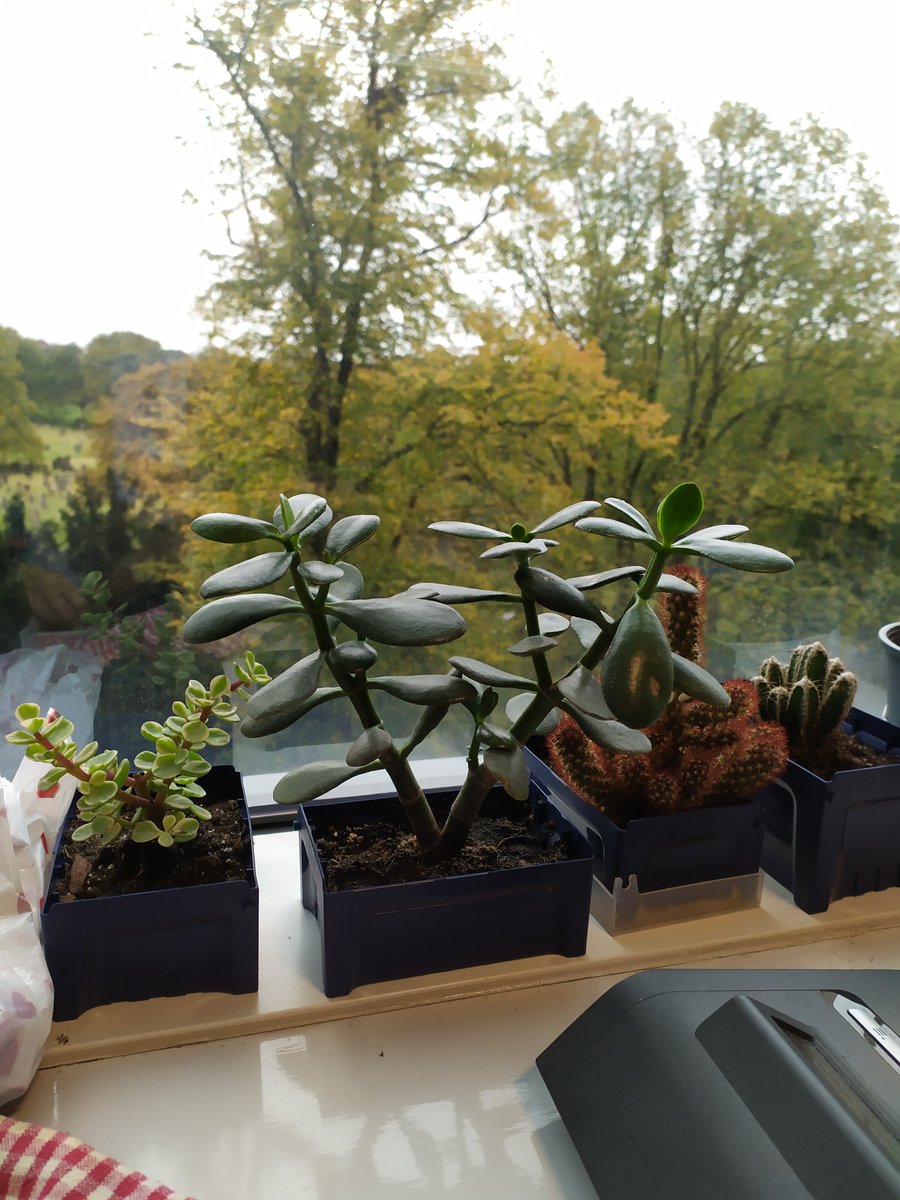 HopkinsonGroup's tweet photo. Thank you @StarlabUKLtd for our ever-growing cacti collection! And for the stickers this year as well. What a great way to promote a greener lab environment #ecolutionmovement ๐ฟ๐ชด https://t.co/xK7VwfvAA6