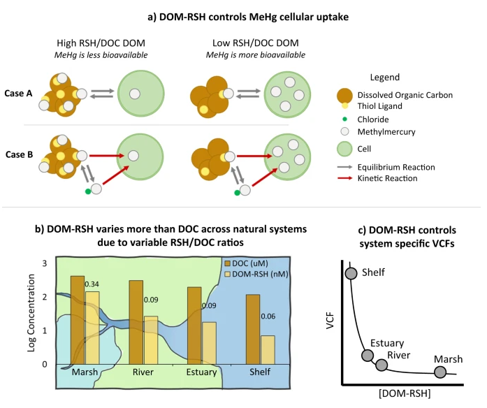 Nature Communications (@naturecomms) on Twitter photo Here <a href="/emseelen/">Emily Seelen</a> <a href="/erikbjorn1111/">Erik Björn</a> et al. demonstrate that the concentration of thiol compounds associated with dissolved organic matter controls the bioavailability of methylmercury, a strong neurotoxin, in aquatic systems. nature.com/articles/s4146… Here <a href="/emseelen/">Emily Seelen</a> <a href="/erikbjorn1111/">Erik Björn</a> et al. demonstrate that the concentration of thiol compounds associated with dissolved organic matter controls the bioavailability of methylmercury, a strong neurotoxin, in aquatic systems. nature.com/articles/s4146…