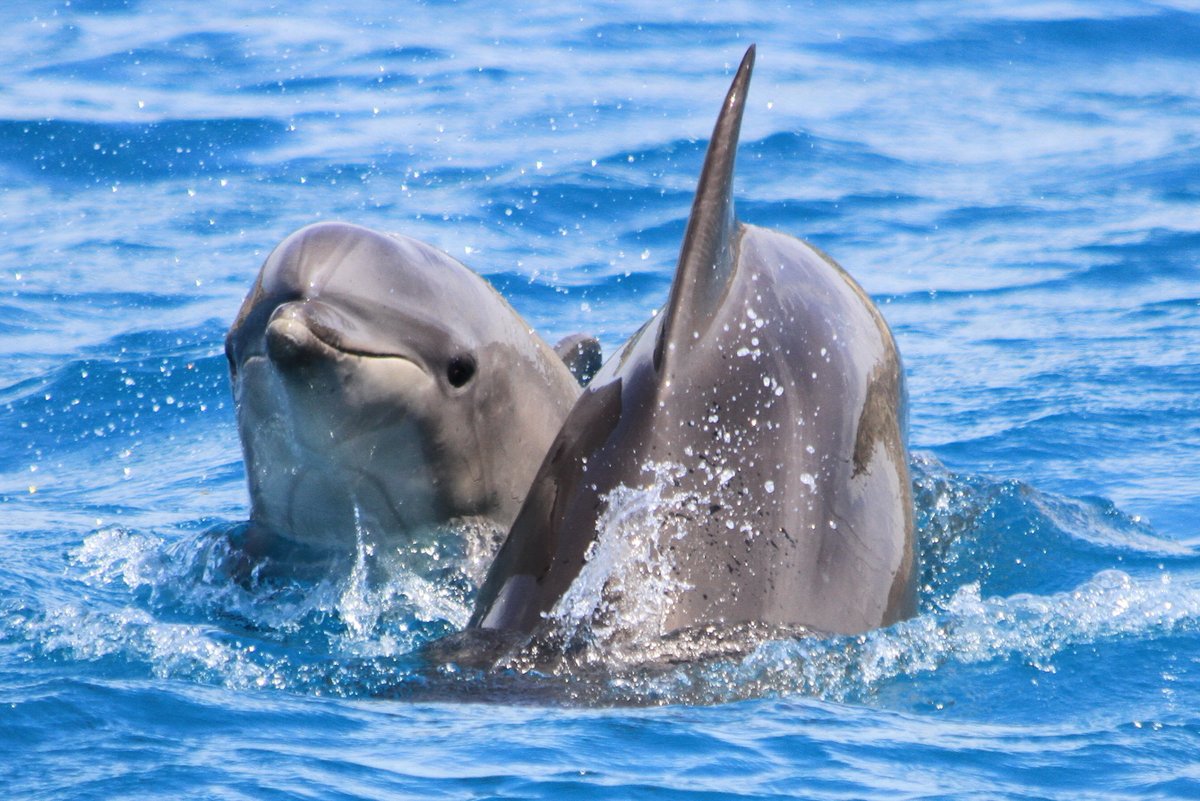 We're celebrating 10 yrs as the @IUCN Marine Mammal Protected Areas Task Force @mmpatf but pointing out threatened Important Marine Mammal Areas (IMMAs) & resident #endangered #porpoises & #dolphins in #Ukraine & Gulf of California. @CraigAWelch @RosemaryMosco @BBCAmos @Vic_Gill…