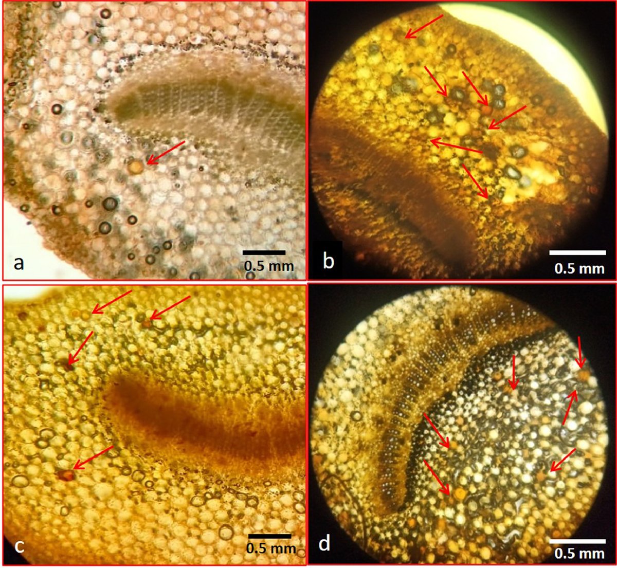 Comparative Analysis of Isonicotinic Acid, L-Ascorbic Acid and Calcium chloride on the Induction of Innate Immunity and Secondary Metabolite Production in Catharanthus roseus for management of Biotic and Oxidative Stress

sciencedirect.com/science/articl…

<a href="/GlobalPlantGPC/">Global Plant Council</a> #PlantHealth