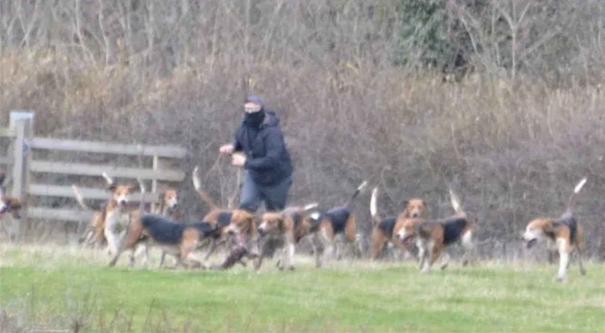 ProtectTheWild_'s tweet photo. 🧵 This is the solution to end fox hunting for good
