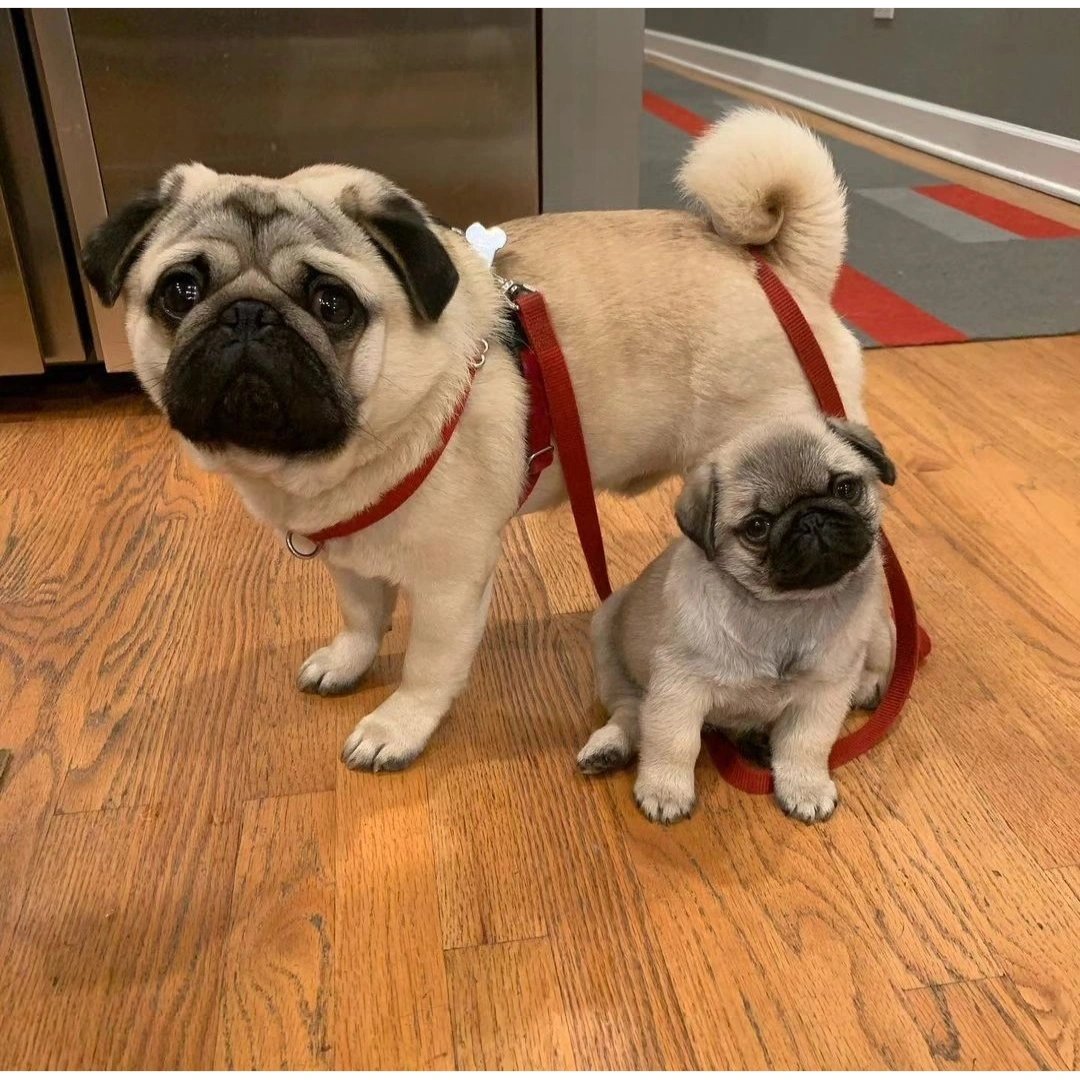 Mother and her cute baby😍😊❤️❤️
.
.
.
#pug #puglover #pugtwitter #dog #pugfamily