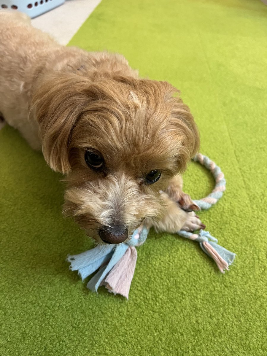crazy_aku's tweet photo. イタズラっ子の顔(*≧艸≦)ｷｬﾊｯ
＃マルプー
＃ミックス犬 https://t.co/gbS8BNxzwA