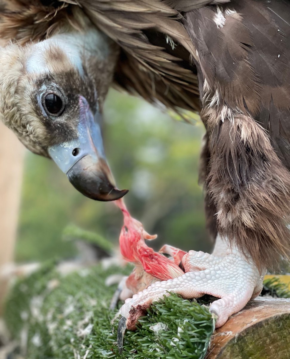 Vulture beaks come in various shapes &amp; sizes and are the perfect tool for ripping &amp; tearing.

Large vultures have powerful beaks that help them tear open carcasses &amp; begin feeding. Smaller vultures tend to have long thin beaks useful for removing scraps &amp; difficult to reach areas