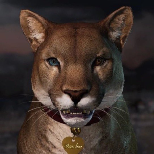 Car driving Panther tweet media
