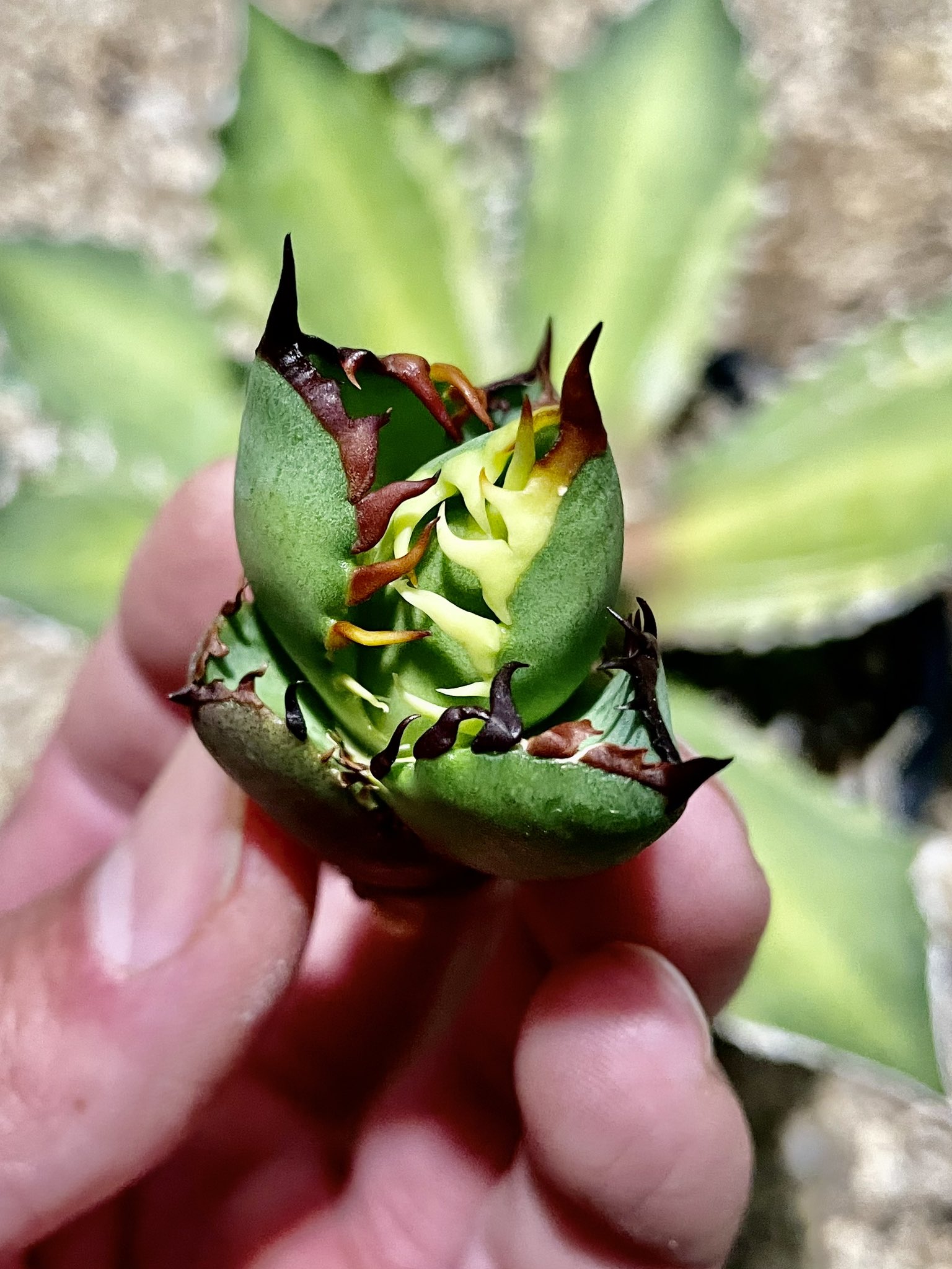 アガベを見るだけ (@xgLqc3uwBC31341) / X