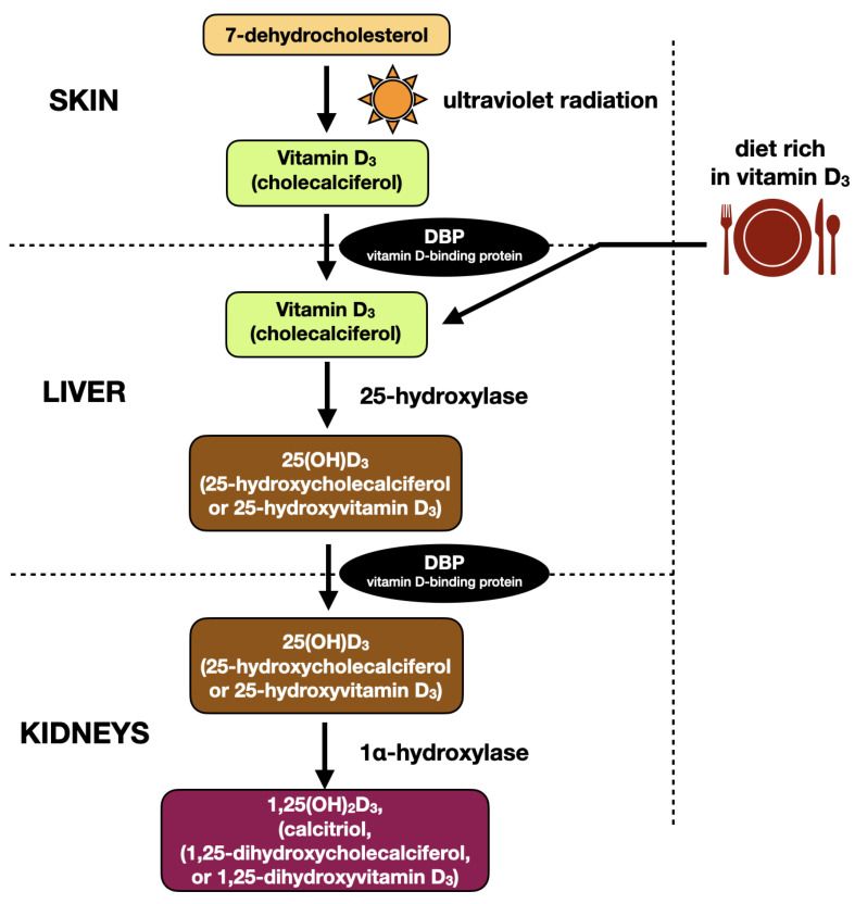 Curious about the power of Vitamin D3? Check out this review that delves into its #metabolism & roles in #bone health, autoimmune thyroid diseases, and temporomandibular joint #osteoarthritis. Could vitamin D3 be a key player in these conditions? #ORSSMC buff.ly/457y3Ld