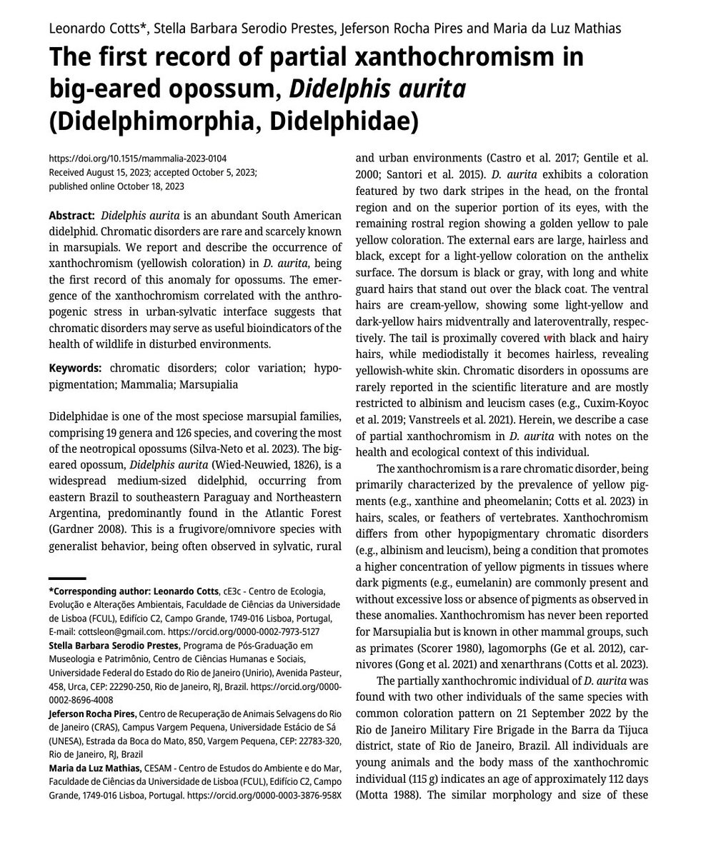 Friends, I share below the link to our recent paper.  We correlated the emergence of xanthochromism with anthropogenic stress, suggesting that chromatic disorders may serve as useful bioindicators of the health of wildlife in disturbed environments.
Link: doi.org/10.1515/mammal…