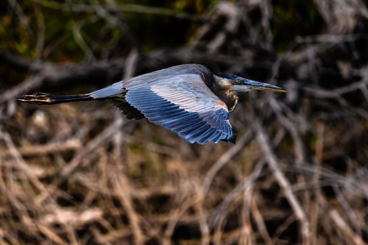 donrisi's tweet photo. Great Blue Heron
@NikonUSA
#Z7ii #500pf #oklahoma #oklahomacity #okc #lake #lakehefner #telephoto #wildlife #birds #nikonphotographers #nikonphotography #IAMGenerationImage #NikonNoFilter #nikonartists #nikoncreators https://t.co/oM17d00cQB