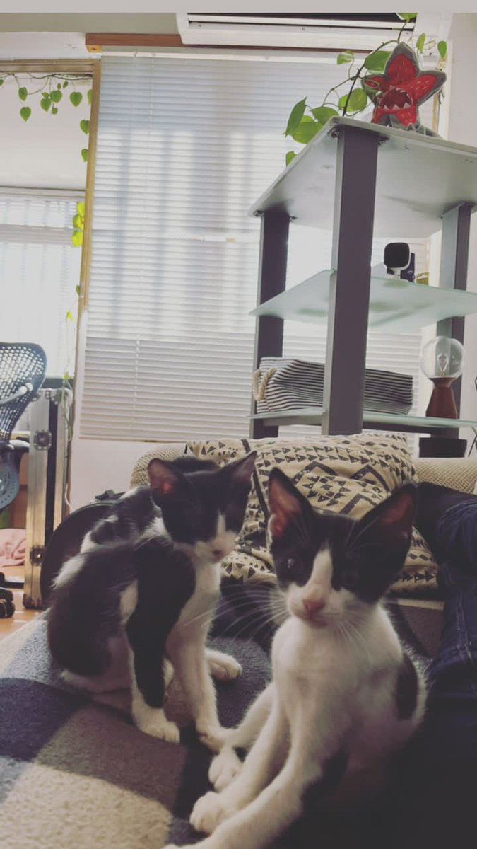 💀 boston rex tweet media