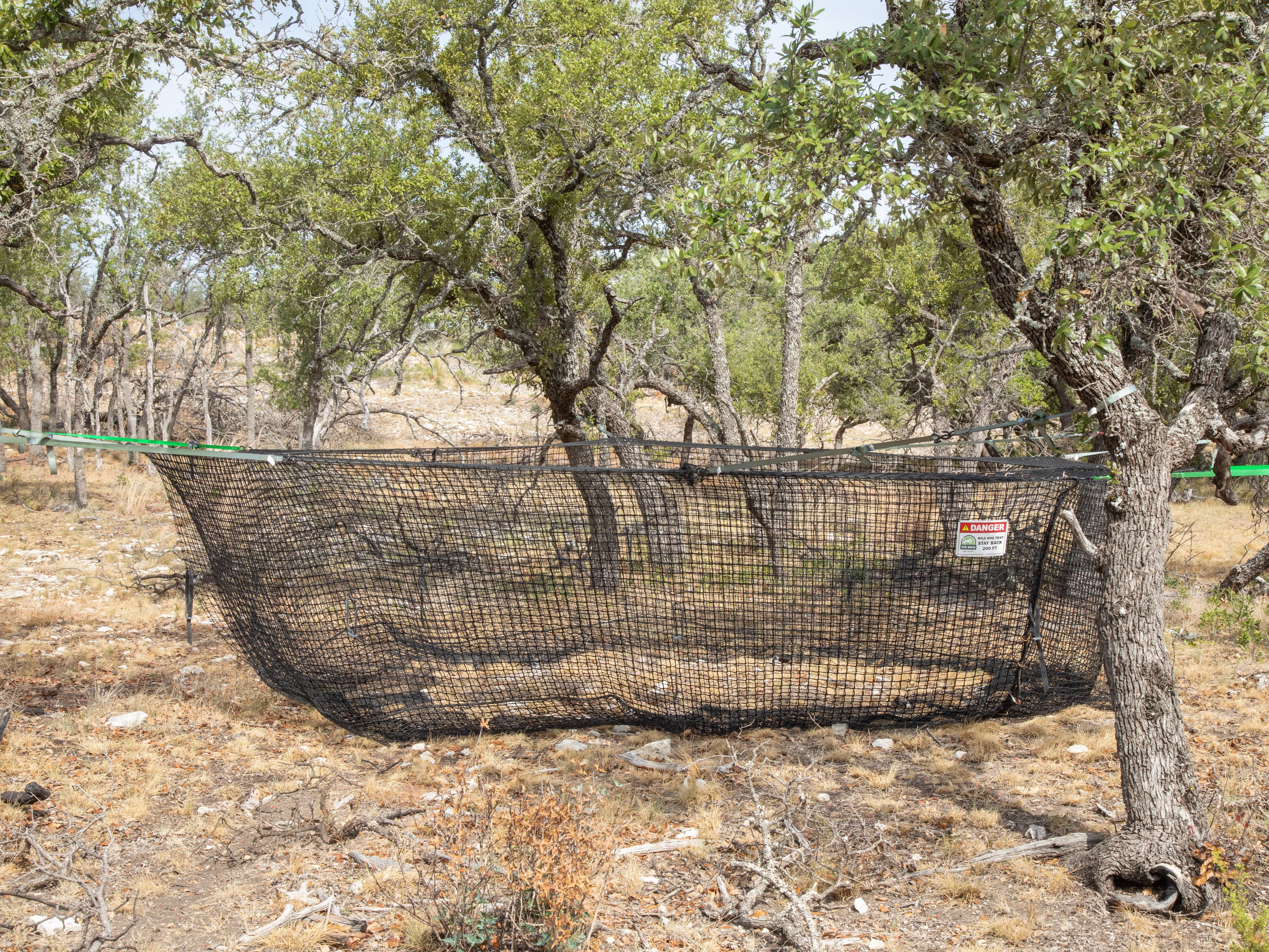 Pig Brig on X: Mitigating wild hogs is hard work. We understand our  customers have limited time and sometimes energy. Tree sets are a great  option for those who want to skip