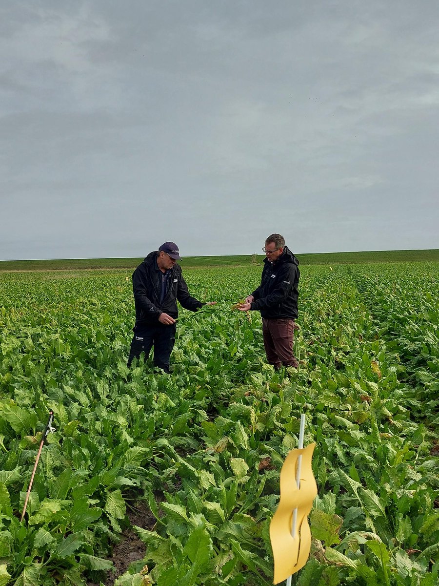 Great to see Revystar® XE performing well in the field during its first year on sugar beet 🤩

Plenty of disease pressure including cercospera to see in the untreated plots at this coastal trial.