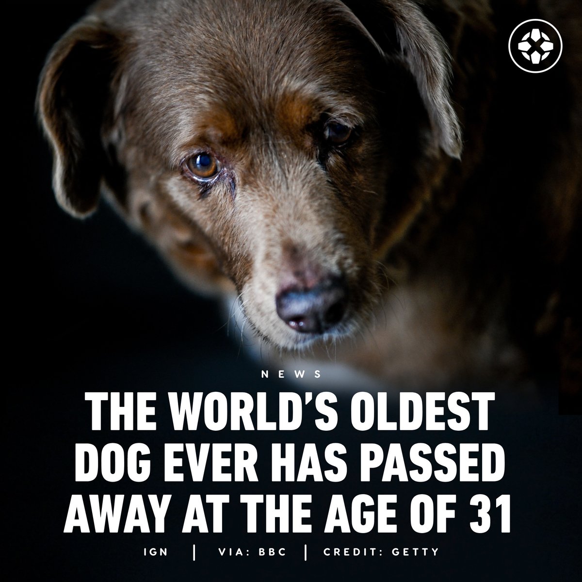 IGN's tweet photo. Bobi, the world's oldest dog ever who was recognized with a Guinness World Record earlier this year, has died at the age of 31 years and 165 days old.

Via BBC: https://t.co/QJfYTIDYHM https://t.co/I18xEDpYmY
