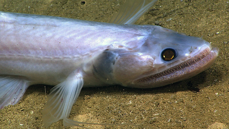 Here's a truly frightening entry for our #NOAASpookyScience posts. The deep-sea lizard fish known as the bathysaurus ferox has a razor-sharp mouth - even its tongue has fangs! oceantoday.noaa.gov/fullmoon-bathy…