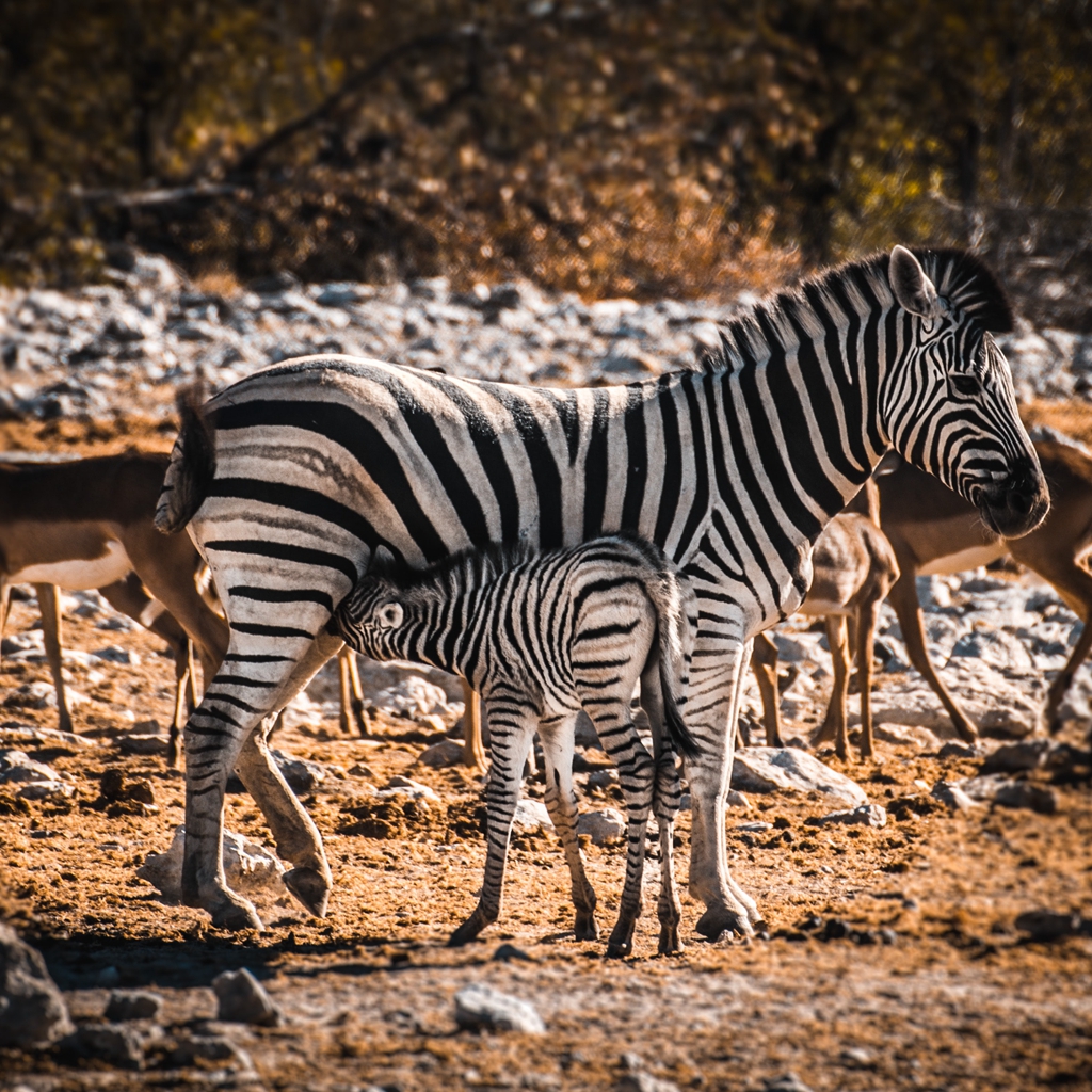 #zebra #cub #feeding on #milk , #Namibia . . . #zebras #ZebraFamily #BabyZebra #Zebrafoal #Zebracolt #ZebraParenting #Equus #WildZebras #Herbivore #Mammal #AfricanWildlife #WildAnimals #NamibiaWildlife #VisitNamibia #Savanna #NaturalHabitat #Wildlife #Nature #AnimalEnglish