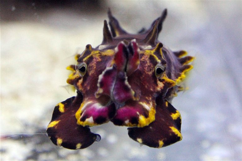 — cephalopod of the day 🦑⋆.ೃ࿔*:･

the flamboyant cuttlefish (Metasepia pfefferi) ⭐️ ! the only known cuttlefish to be toxic, these guys can be found in coral reefs around tropical indo-pacific waters ! they’re pretty tiny, only growing up to 6cm/2in-8cm/3in in length !