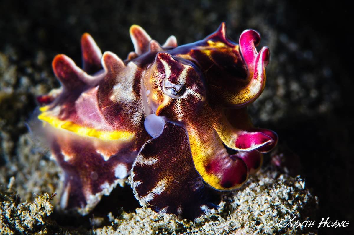 ꒰ daily aquatic lovelies ༚.° tweet media