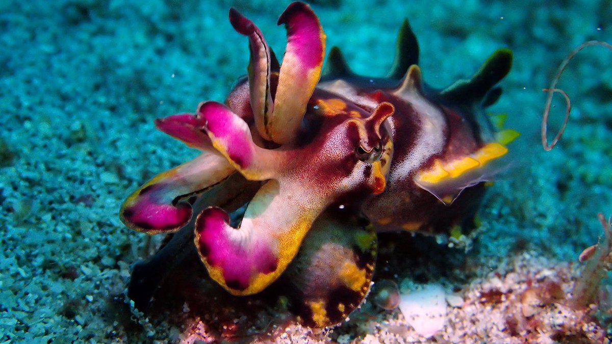 ꒰ daily aquatic lovelies ༚.° tweet media