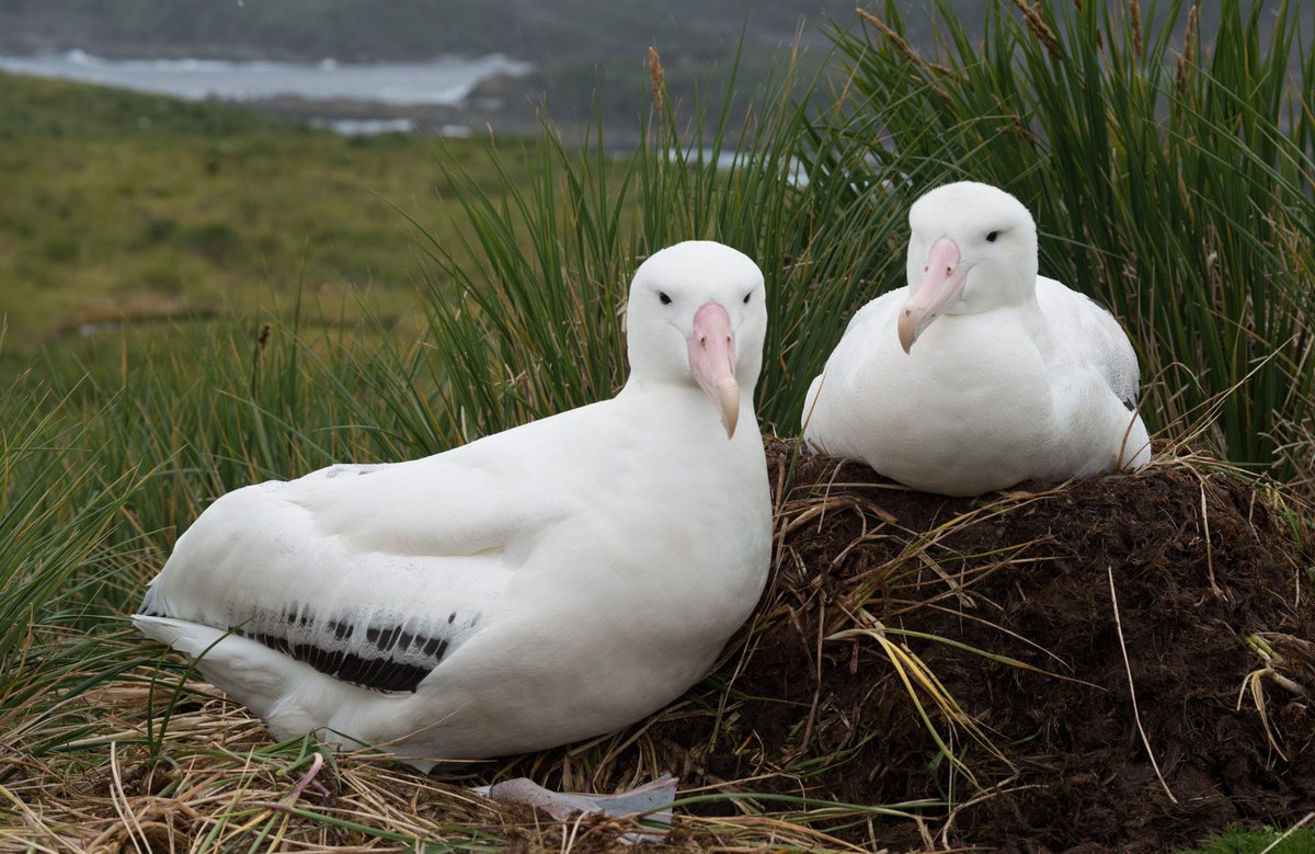 Bird Island is home to a large colony of Wandering albatrosses, renowned for their striking black wings and white plumage. During the breeding season, these birds congregate in large numbers, varying in size and age. 📸: Derren Fox