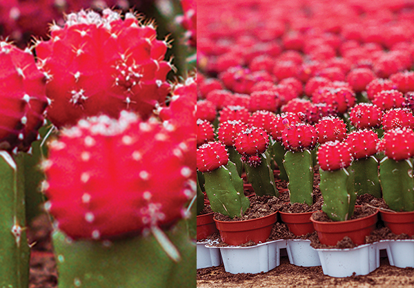 California Bountiful tweet media