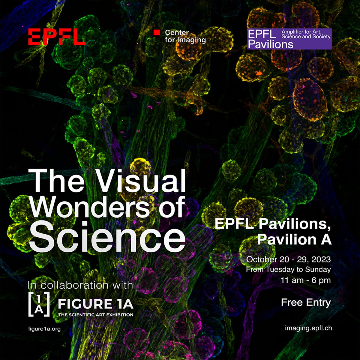 Want to get a glimpse of what's going on inside EPFL laboratories and inside scientists' imagination? Don't miss the exhibition 'The Visual Wonders of Science' presented by @EPFL_Imaging and @Figure_1A 📍@EPFLPavilions until 29 Oct. epfl-pavilions.ch/exhibitions/th…