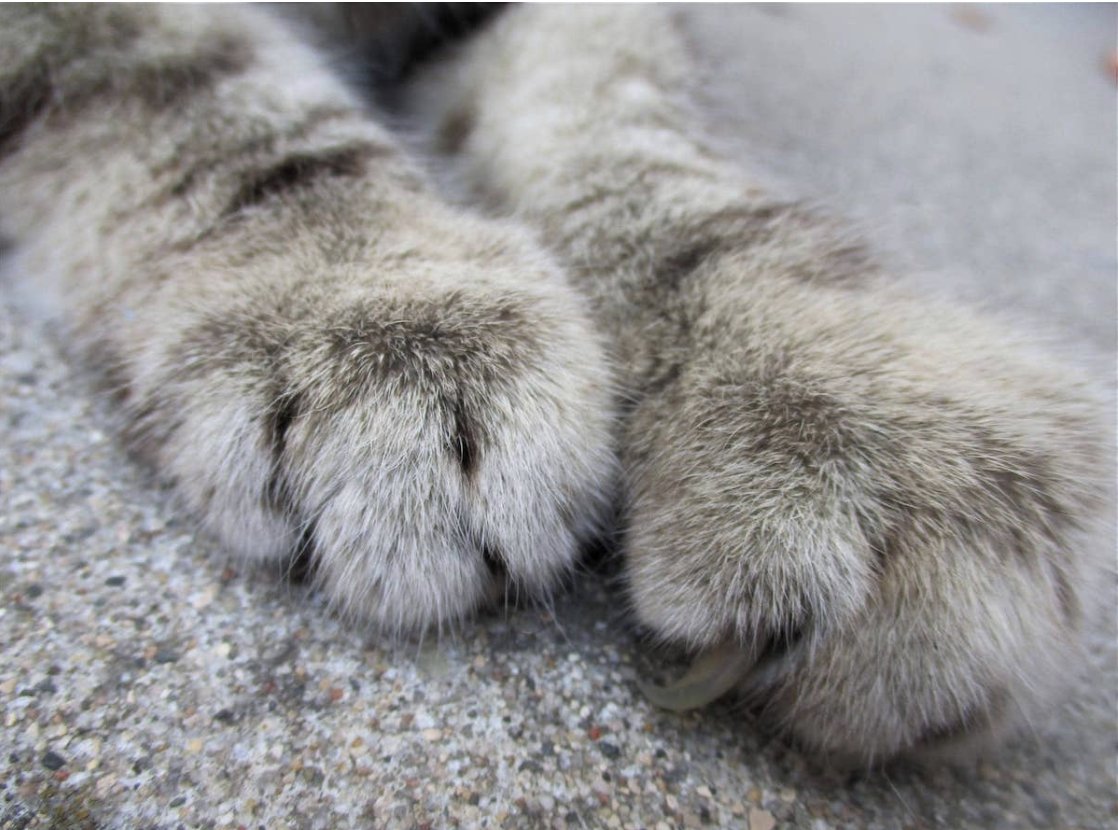 We love our adorable little furry felines, we just don’t love their claws and the occasional need to rip our favorite tufted soda to shreds.

clawguard.com/blogs/clawguar…