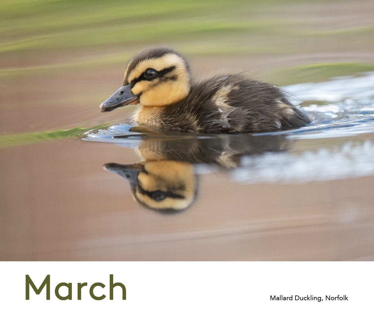 Spring has sprung, and March is quacking with delight on my 2024 Calendar! This was taken just outside my house on the duck pond. To buy a calendar or see the other months, please check out my website at the link below. wildlife-photos.co.uk/product-page/2…