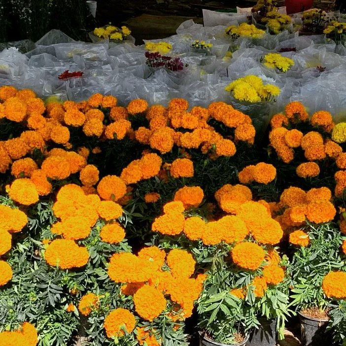 LuiSagrerOsorio's tweet photo. Preparamos todo con el corazón para esperar a nuestros seres amados que tanto extrañamos, los colores, sabores y su comida de nuestra región es lo más bonito, sin duda hacen que esperemos con ansias su llegada ¿ y tu que pones en tu ofrenda? cuéntame !! #Familia🩷 #D39 https://t.co/vGNP64ibm8