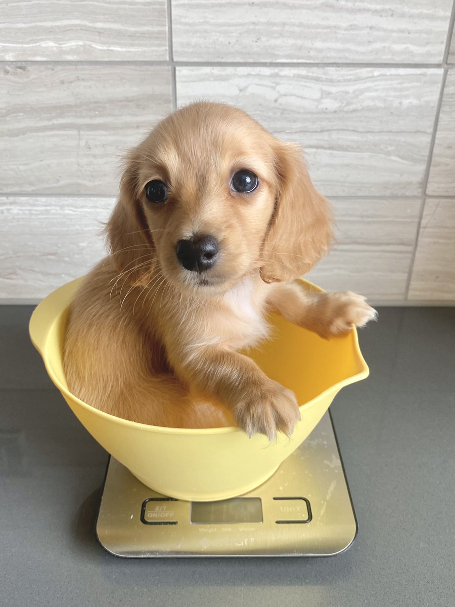 This is Roux. She's no expert, but she's pretty sure this isn't how dog bowls are supposed to work. 12/10