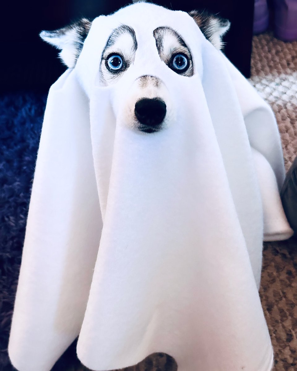 Lil’ Spook 👻🤍
@Lunabearkleekai IG 🐺

#kleekai #minihusky #spooky #halloween #doggo #ghostie