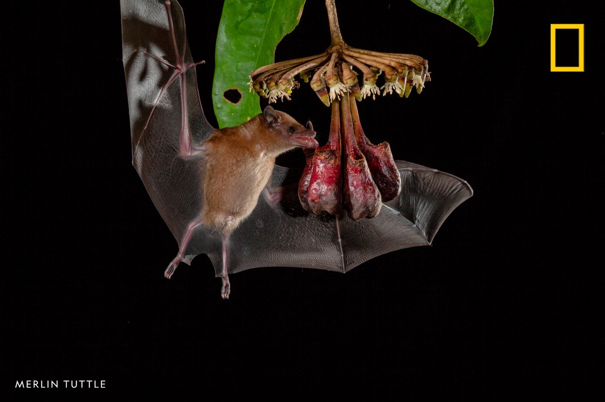 Happy #BatWeek! Enjoy this image from our archives of an orange nectar bat siphoning nectar from a Marcgravia evenia plant in Costa Rica