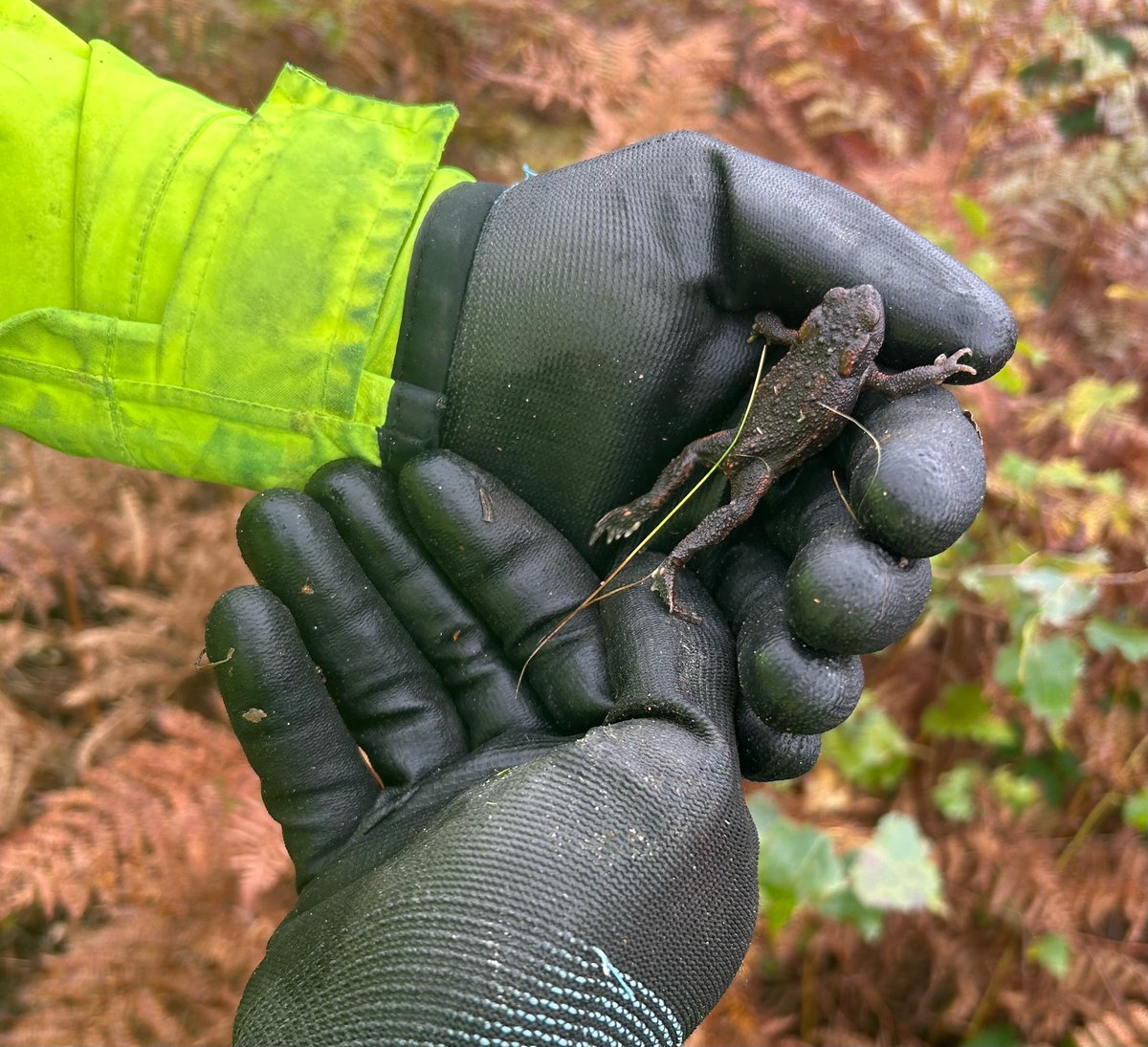 Rural&WildlifeCrime (@staffspolicerwc) on Twitter photo #RUGELEY Fantastic community conservation with โFriends of Etching Hillโ and <a href="/StaffsWildlife/">StaffsWildlife ๐ฆ๐๐ฆ</a> on Etching Hill rock, Mount Road, Rugeley today ๐๐ฒ
Thank you to all who volunteered their time to help!
#etchinghill #greatcommunity #wildlifeconservation #RUGELEY Fantastic community conservation with โFriends of Etching Hillโ and <a href="/StaffsWildlife/">StaffsWildlife ๐ฆ๐๐ฆ</a> on Etching Hill rock, Mount Road, Rugeley today ๐๐ฒ
Thank you to all who volunteered their time to help!
#etchinghill #greatcommunity #wildlifeconservation