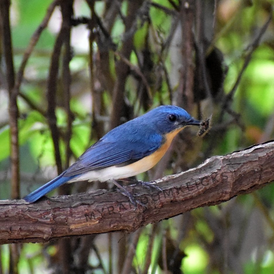 A resident migrant stops over for a day and gives me some good clicks..

Tickell's Blue Flycatcher at Mumbai

#IndiAves  #MigratoryBirds

#Birding #PhotoHour #photography 
#BirdsSeenIn2023