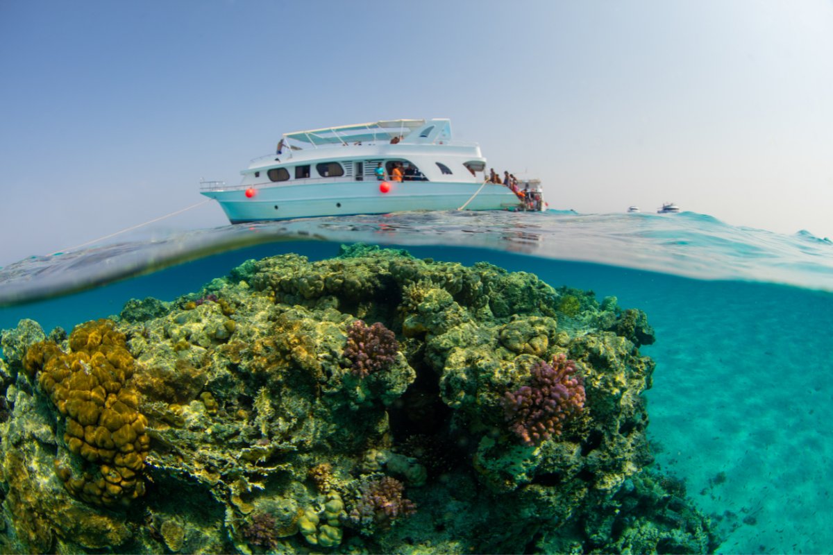 PADI's tweet photo. Imagine your perfect day of diving: Where would you go, who would you bring, and what marine wonders do you hope to encounter? Share your dream dive plan! π
#PerfectDiveDay https://t.co/eXJB8GDzan