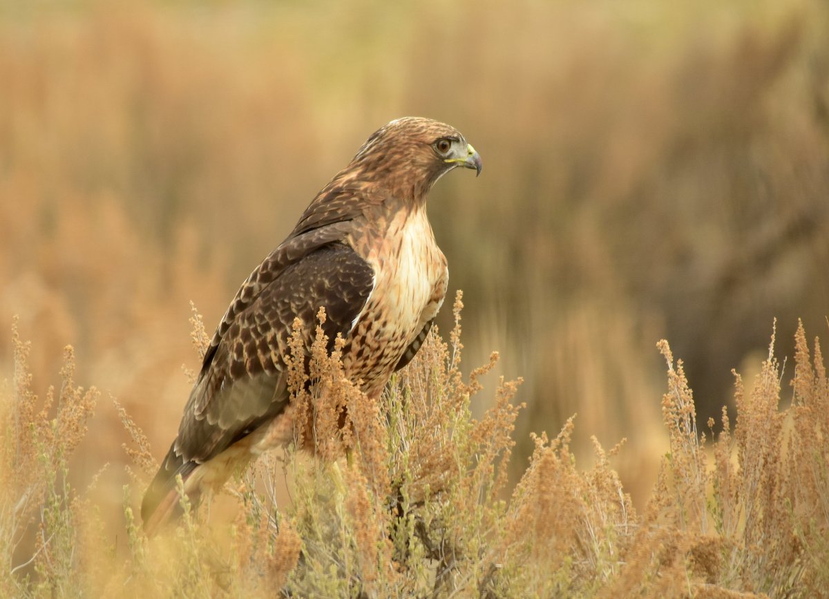 USFWSBirds's tweet photo. #HawkWatch Alert 🚨 You may start to see more red-tailed hawks in the sky as they migrate south in late October-early November. Unlike most #migratorybirds, this species is easier to see on the move as they are most active during the day. 📷Tom Koerner/USFWS https://t.co/472Yqm2nEx