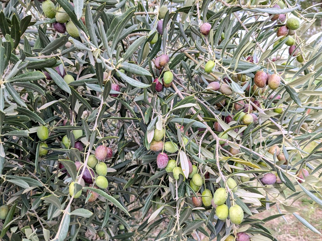 Stocks & Tomatoes tweet media