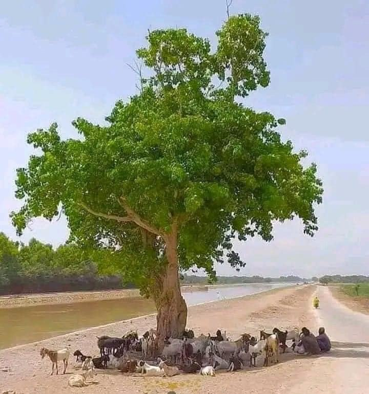 #MoreTreesPlease
The importance of a tree...