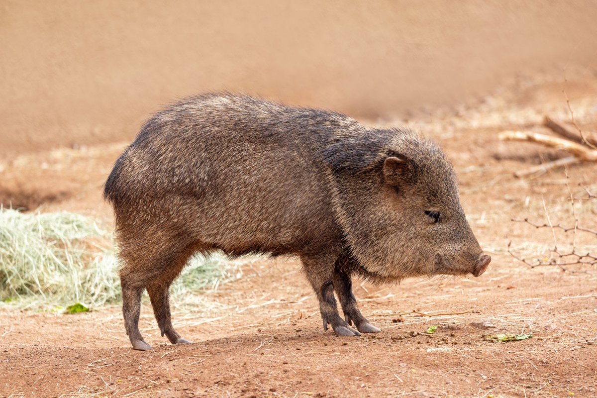 i just looked up 'javelina' and let me tell you golf is not winning a PR war against these guys