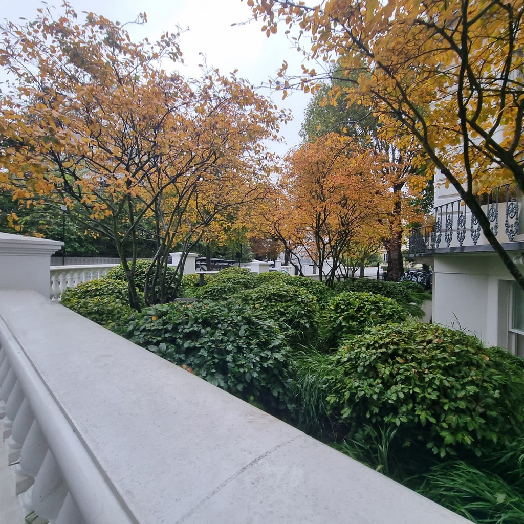 Amelanchier lamarckii showing their beautiful autumn glow. The changing of seasons is clear to see in this #nottinghillgarden we maintain.

#amelanchier #hakonechloa #beechdomes #londongardens #autumngardens #gardendesigns #grasses #londongardens #gardenmaintenance