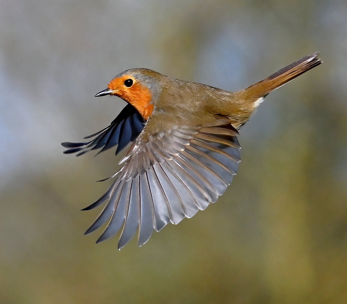 CarlBovisNature's tweet photo. Graceful mid-air Robin. 😍
 Taken on Sunday at RSPB Greylake in Somerset. 
 This pic was chosen as @BirdGuides  'Photo of the Week' this week. 😃🐦 https://t.co/3FdZxmUuq0