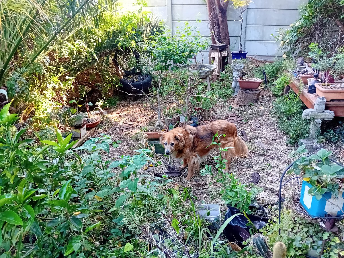 Charl_Cilliers's tweet photo. RIP my gentle Chloe 😪 https://t.co/YUhnxXkBYm