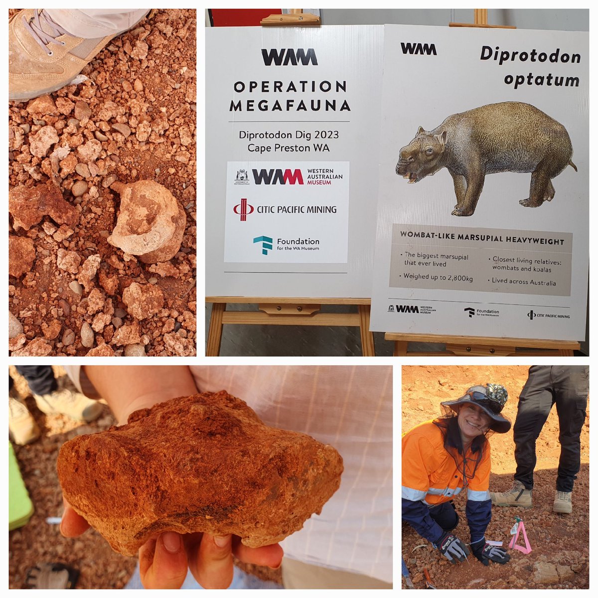 Natalie Warburton (@anatomy_lab) on Twitter photo Thanks so much @TravouillonK and team from <a href="/wamuseum/">Western Australian Museum</a>, the Foundation for the Western Australia Museum and Citic Pacific Mining for inviting me along on the Dip Trip! What an amazing (and crazy hot) experience 😃🦴🦷 Thanks so much @TravouillonK and team from <a href="/wamuseum/">Western Australian Museum</a>, the Foundation for the Western Australia Museum and Citic Pacific Mining for inviting me along on the Dip Trip! What an amazing (and crazy hot) experience 😃🦴🦷