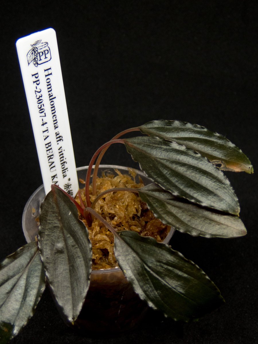 Homalomena aff. vitifolius 赤備 選抜株 カット Homalomena aff