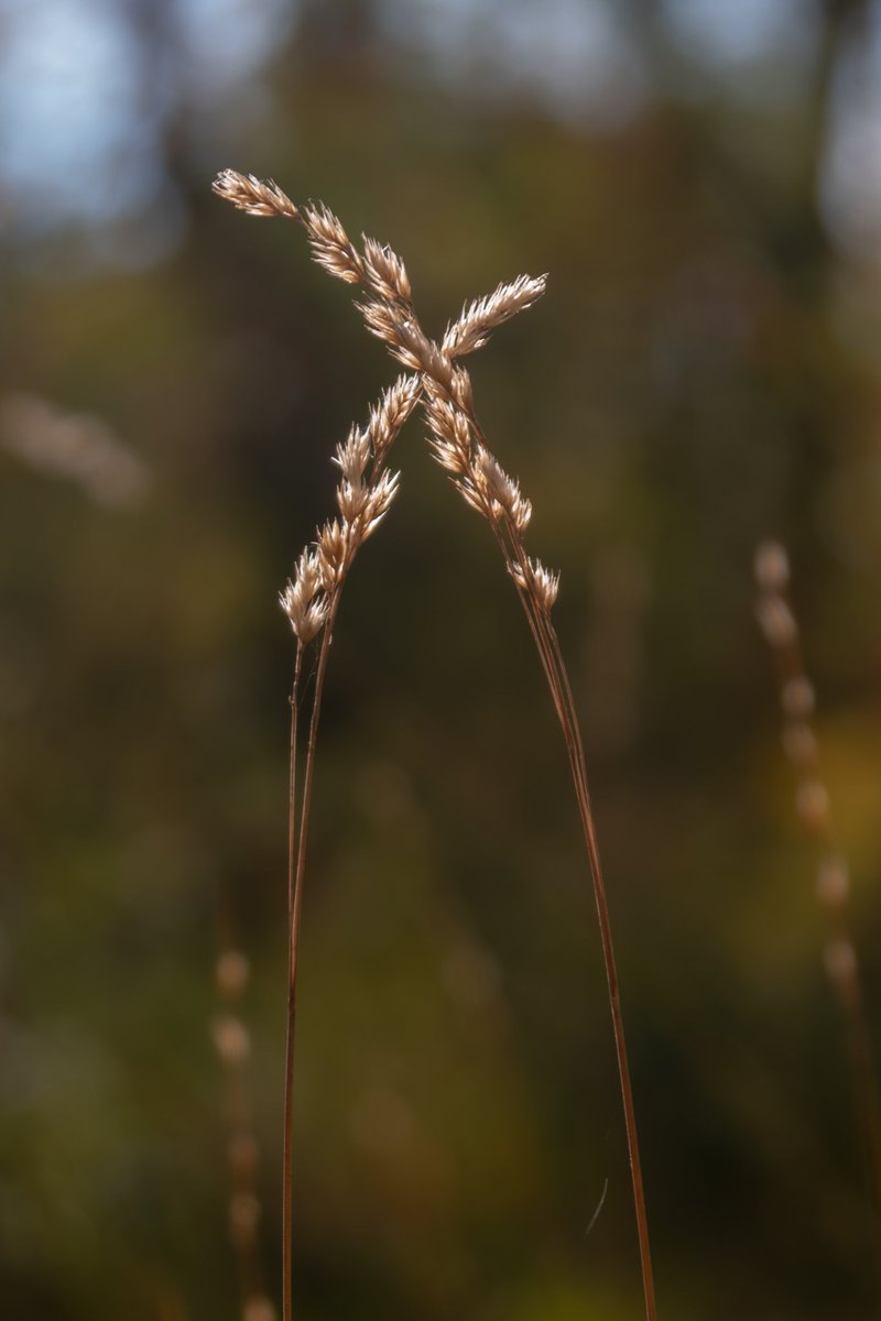 #TwitterNatureCommunity #TwitterNaturePhotography #NaturePhotography #NatureBeauty #Autumn  #AutumnPhotography
Here are some #AutumnVibes for you. #X in the autumn sun 😊