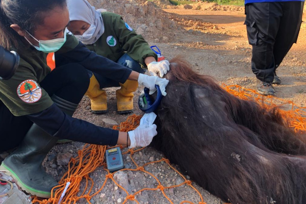 We're saddened to share that two male orangutans, estimated at 10-15 years old, were rescued as they begged for food by the side of the road.  Due to habitat loss, the forest no longer provides them food, leaving them starving. Donate now: ow.ly/jQgB50Q06Vg

#HungerCrisis