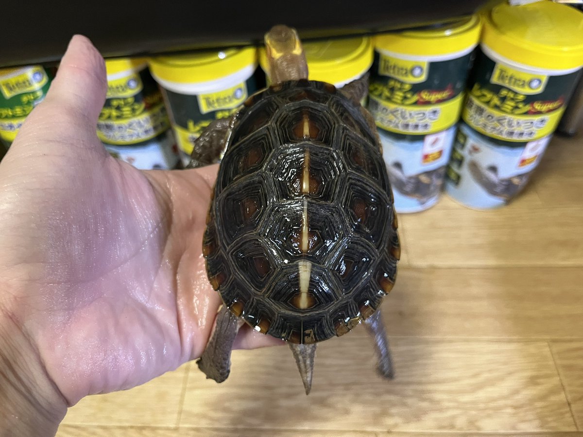 _NatureChannel's tweet photo. セマルハコガメさん
#セマルハコガメ
#Cuora flavomarginata https://t.co/SE2BJBxOTO
